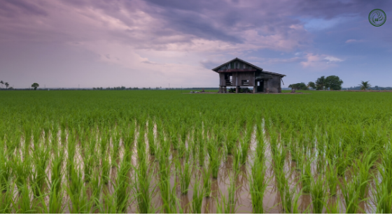 How Climate Affects the Rice Farming