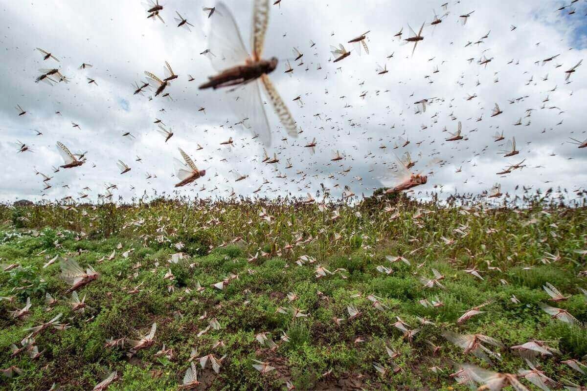 Locust Attack in India: How are locusts damaging the crops?